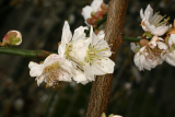 Prunus mume 'Omoi-no-mama' RCP2-2014 009.JPG